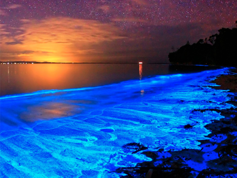 Enjoy our Bioluminescence night tour in Puerto Escondido